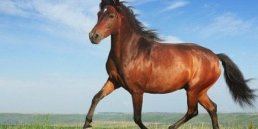 رؤية الخيل في حلم الرجل والمرأة لابن سيرين