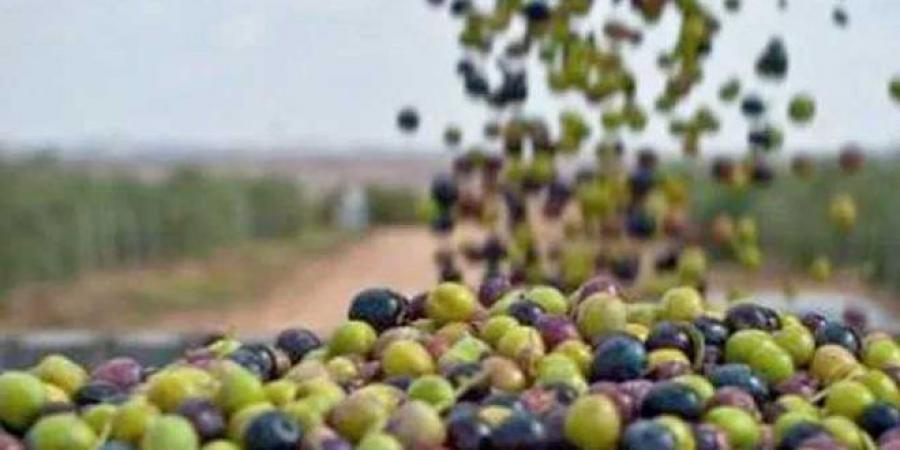 هام/ وزارتا الفلاحة والصناعة تضبطان تاريخا انطلاق وغلق موسم جني وتحويل الزيتون بمختلف الولايات..