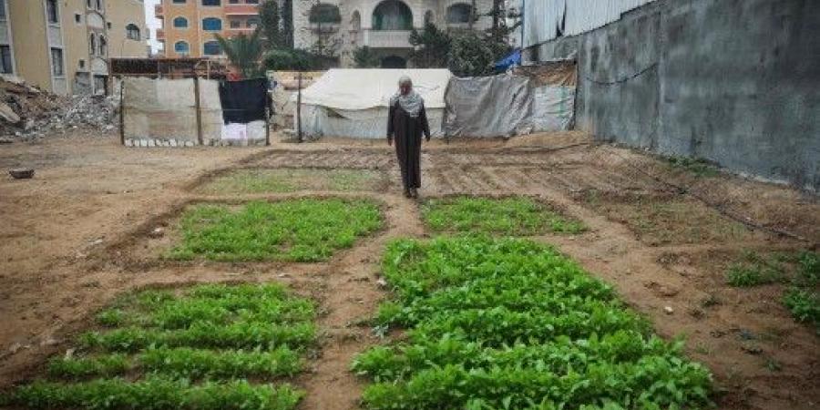 الزراعة في قطاع غزة.. رسالة صمود ومحاولة للتغلب على الواقع الكارثي