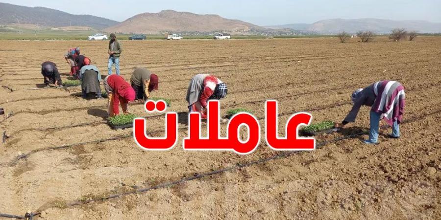 عاجل : تمديد الإعفاء الضريبي لعاملات الفلاحة في تونس