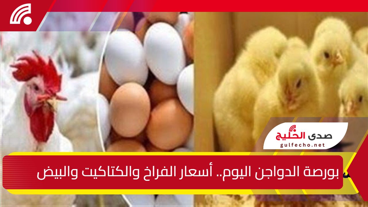 بورصة الدواجن اليوم.. أسعار الفراخ والكتاكيت والبيض في الأسواق بعد آخر انخفاض