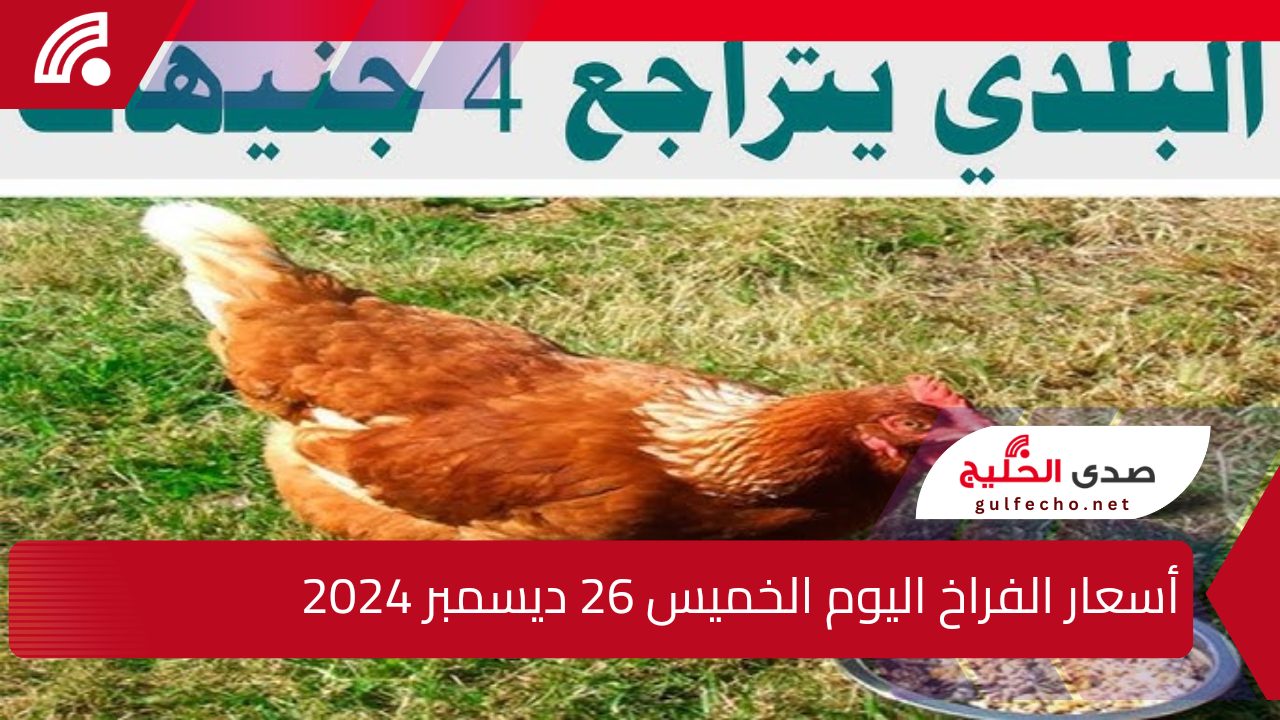 “هناكل لما نشبع”.. إليك أسعار الفراخ اليوم الخميس 26 ديسمبر 2024 وسعر البيض الأبيض والأحمر