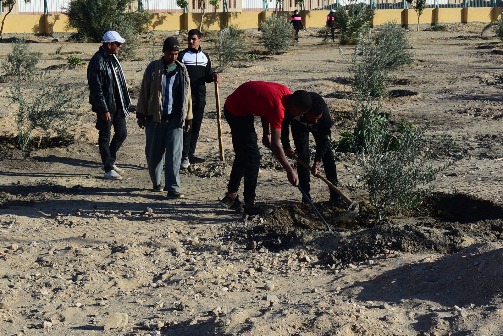 طلاب جامعة سوهاج يزرعون 2000 شجرة في ختام معسكر القوافل الرياضية